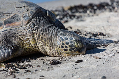 Close-up of lizard on sand