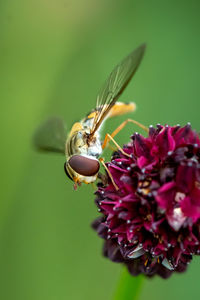 Fly with big eyes on flower