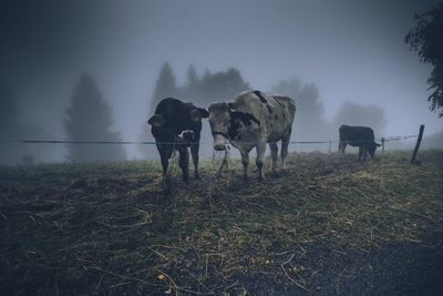 Cows grazing in a field