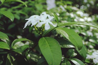 Close-up of white flowers