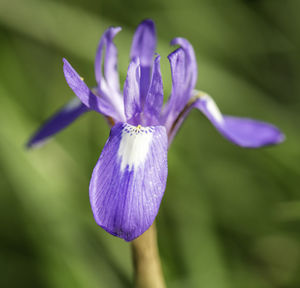 Close-up of purple flowering plant