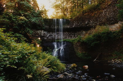 Stream flowing through forest