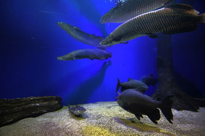 Fish swimming in sea