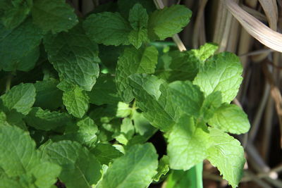 Close-up of fresh green mint leaves