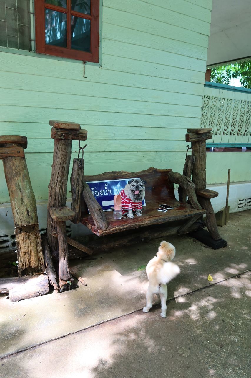 DOG AT YARD AGAINST BUILT STRUCTURE IN BACKYARD