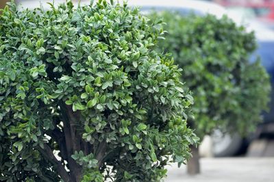 Close-up of potted plant