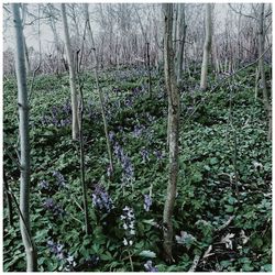 View of flower trees in forest