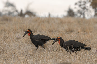 Birds perching on a field