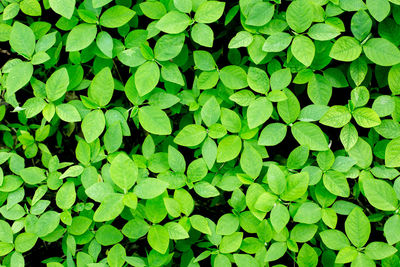 Full frame shot of plants growing on field