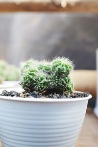 Close up of potted cactus with small depth of field and defocus background.