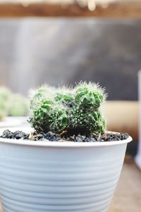 Close-up of potted plant