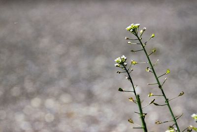 Close-up of white flowering plant