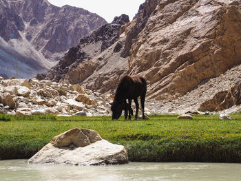 View of sheep on rock