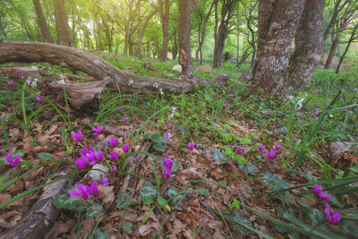 Purple flowering plants on land in forest