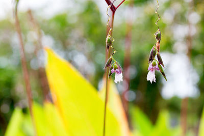 Close-up of plant against blurred background