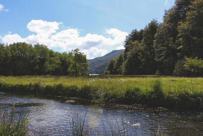 Scenic view of lake by trees against sky