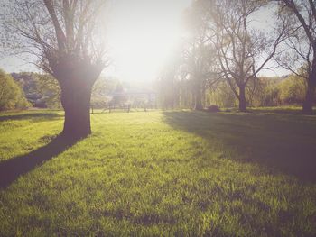 Trees on field against sky