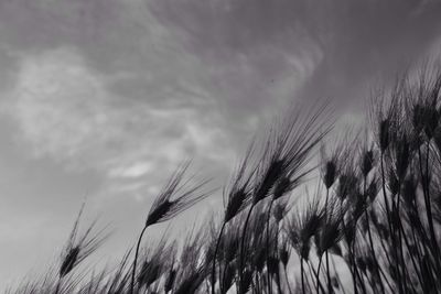 Low angle view of plants against cloudy sky