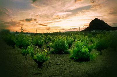 Plants growing on field against sky at sunset