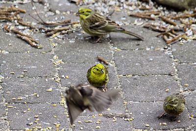 High angle view of birds on footpath