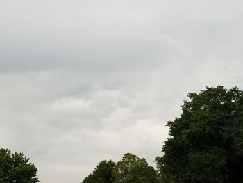 Low angle view of trees against cloudy sky