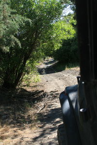 Shadow of trees in forest