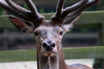 Close-up portrait of big male red deer with a beautiful head