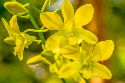 Close-up of yellow flowering plant