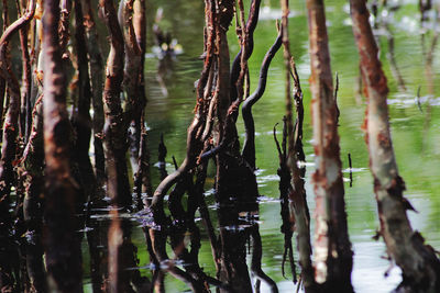Close-up of tree trunk in lake