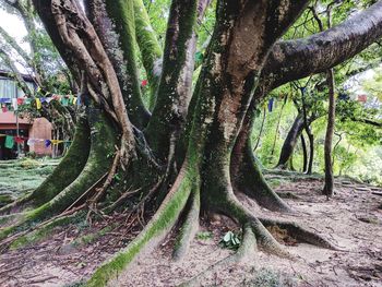 Trees on landscape