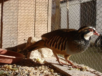 Close-up of bird perching in cage