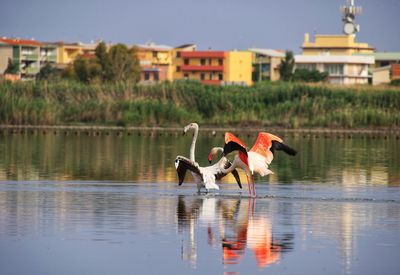 Two birds on a lake
