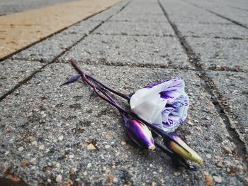 High angle view of purple flower on footpath