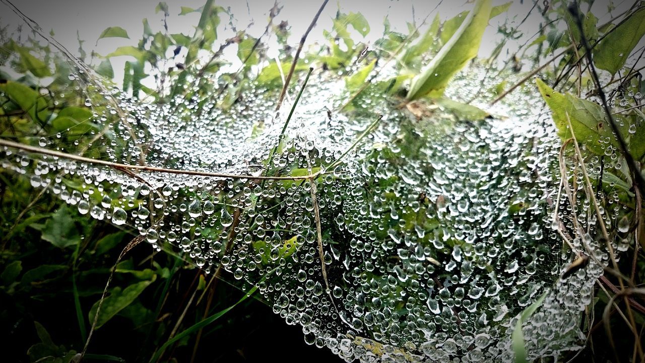 water, animal themes, plant, one animal, animals in the wild, wildlife, green color, nature, growth, leaf, day, outdoors, close-up, high angle view, spider web, no people, sunlight, beauty in nature, grass, river