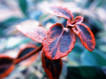 Close-up of red leaves on plant