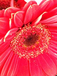 Close-up of pink flower