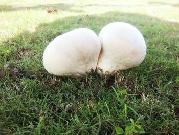 Trees on grassy field