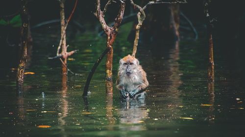 View of monkey swimming in lake