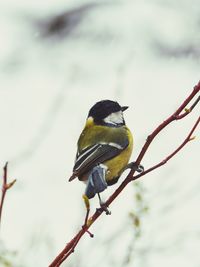 Close-up of bird perching on branch