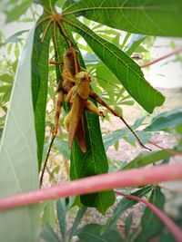 Close-up of insect on plant