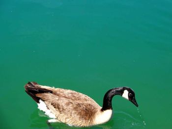 Close up of animal in pond