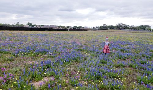 Purple flowering plants on field against sky