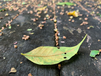 High angle view of maple leaves
