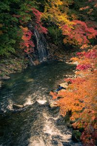 High angle view of waterfall in forest