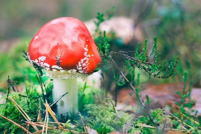 fungus