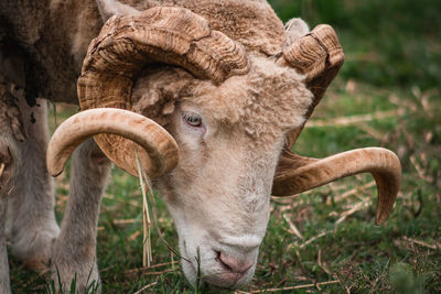 Close-up of a ram on farm.