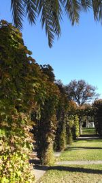 Trees against clear sky