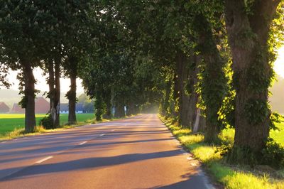 Road amidst trees