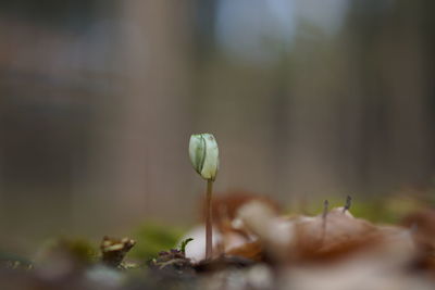 Close-up of flower buds