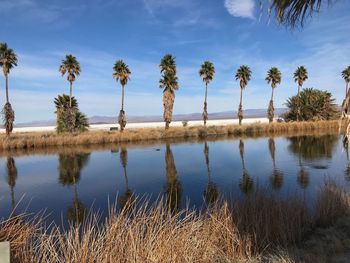 Palm trees by lake against sky